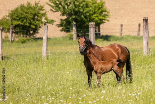 Foto Elegant warmblood horse and young foal together on green meadow with natural mat