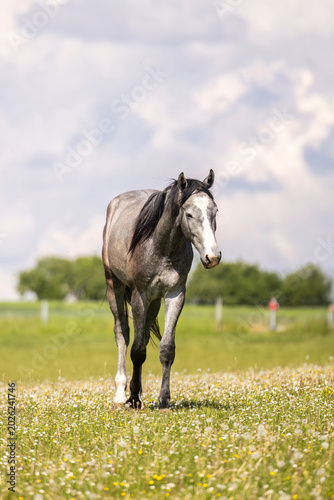 Tableau sur toile Gray warmblood horse standing on flowering pasture under cloudy summer sky in pe