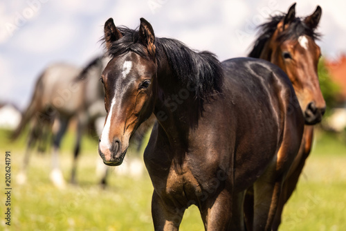 Foto Dark bay warmblood yearling portrait on green meadow with other horses softly bl