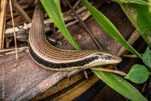 Photos Bronze sun skink lizard (Eutropis macularia) in Bangkok, Thailand