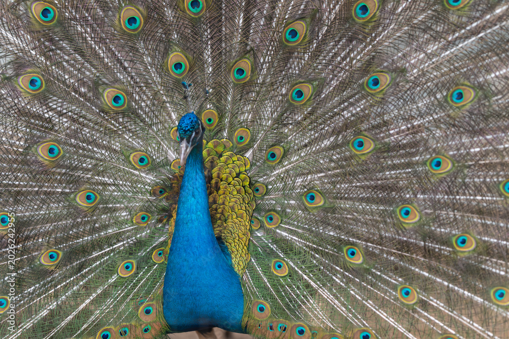 Obraz premium Vivid peacock display. Magnificent peacock featuring expansive tail and radiant eye spots. Splendid fullface peacock showcasing elaborate patterns and vibrant hues for visuals