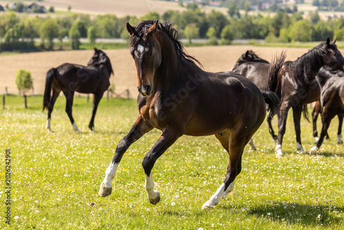 Fotografie Group of athletic warmblood youngsters running freely on green meadow in rural l