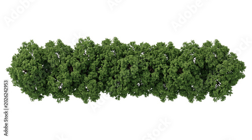 Top-down row of dense green tree canopy on transparent background