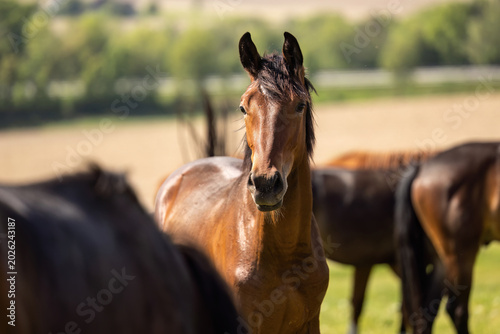 Athletic warmblood youngsters on green meadow during summer with other horses in background