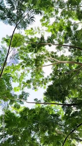 Lush Green Tree Canopy Against Bright Sky
