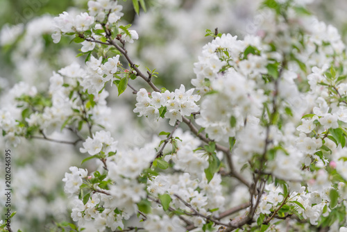 Tableau sur toile Springtime blossom signal