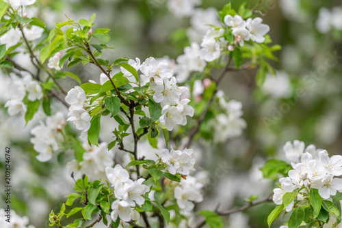 Blossoms evoke fragrant notes and botanical storytelling concepts. Natural floral elements inspire unique perfume compositions and visual moodboards for inspiration