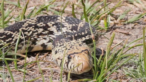 Bullsnake Slithering Through Grass Real Time