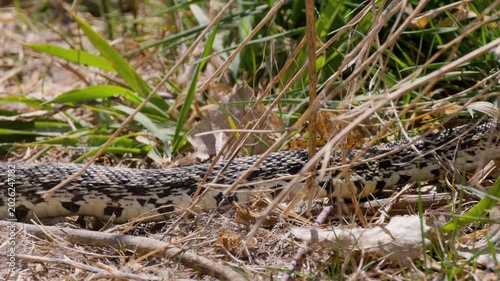 Bullsnake Slithering Through Grass Real Time
