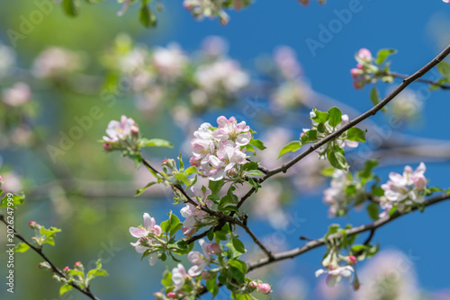 Photos Profuse flowering branches filled with pastel blooms and lush foliage, vibrant r