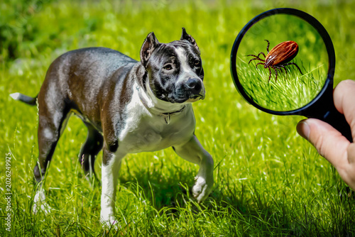 Foto A hand holds a magnifying glass showing a parasite tick close-up, highlighting the hidden threat for a dog walking on the grass