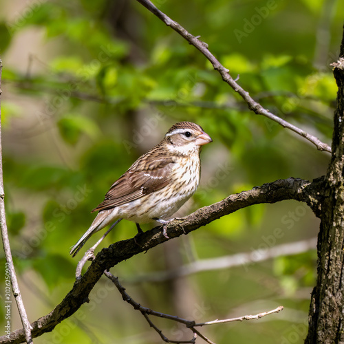 Female rose-breasted grosbeak perched on a branch in a green forest
