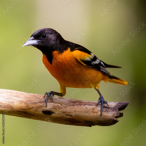 Male baltimore oriole perched on a dead stick looking left