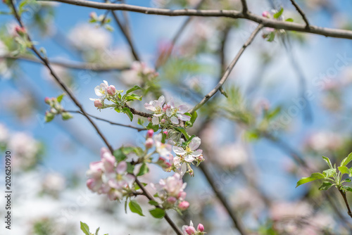 Fotografia Relaxing still life featuring soft lighting and springtime colors