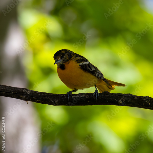 Baltimore oriole perched on a tree branch in a green forest