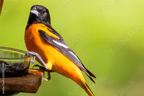 Baltimore oriole perched on a feeder with grape jelly and an orange