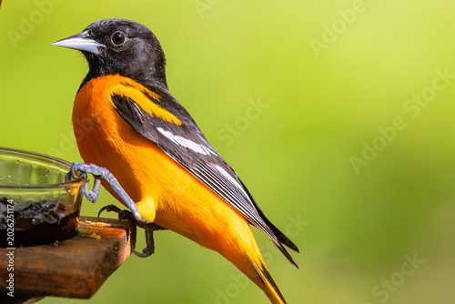 Baltimore oriole perched on a feeder with grape jelly and an orange