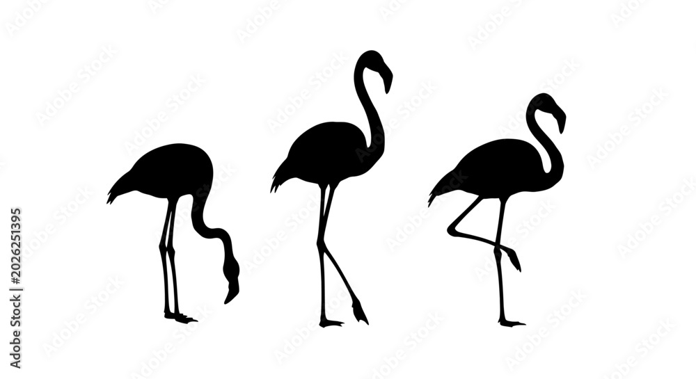 Obraz premium Three Flamingos Standing Side by Side.