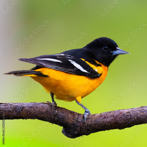 Male baltimore oriole perched on a dead stick looking right