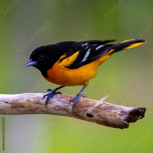 Male baltimore oriole perched on a dead stick looking left