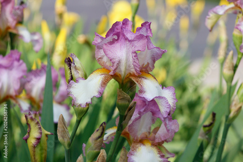 Vászonkép white and purple irises in the garden