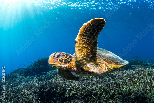 Green sea turtle swimming beneath crystal clear blue water at Lady Elliot Island, Australia in the tropical ocean environment.