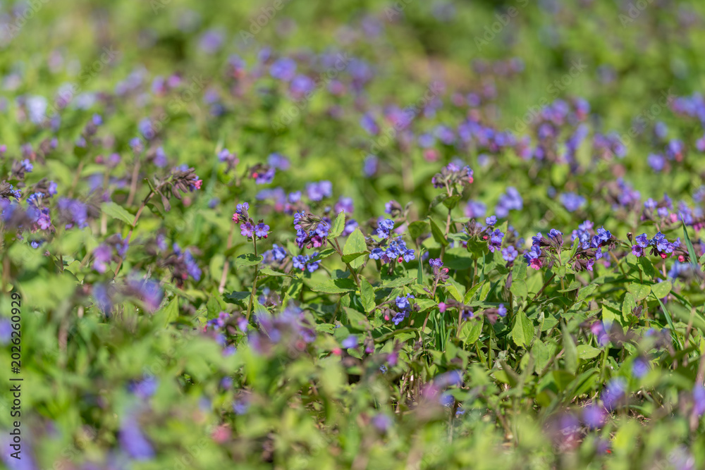 Obraz premium Vivid floral scene. Sunlit meadow with blooming flowers. Colorful wildflowers embellish peaceful field. Bright blossoms and leafy plants decorate tranquil countryside landscape