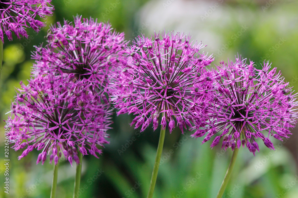 Fototapeta premium purple allium onion in the garden