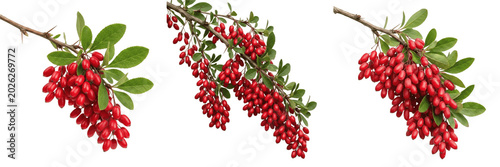 Принти на полотні Set and collection of branch of ripe red barberry berries isolated on white back