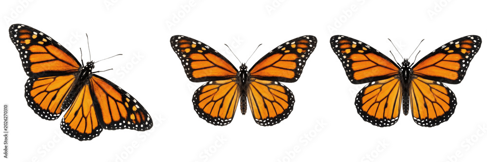 Obraz premium Set and collection of beautiful orange monarch butterfly wings spread isolated on white background