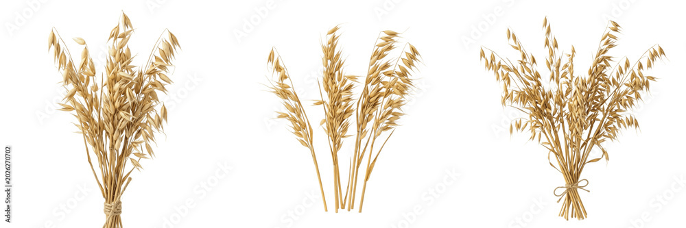 Fototapeta premium Set and collection of bunch of dry golden wheat stalks bundle isolated on white background