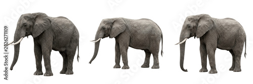 Photography Set and collection of large african elephant standing side view isolated on whit