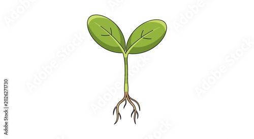 Fotografia Small green plant with roots growing.