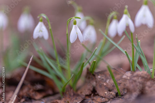Foto Fragile blooms brave icy weather