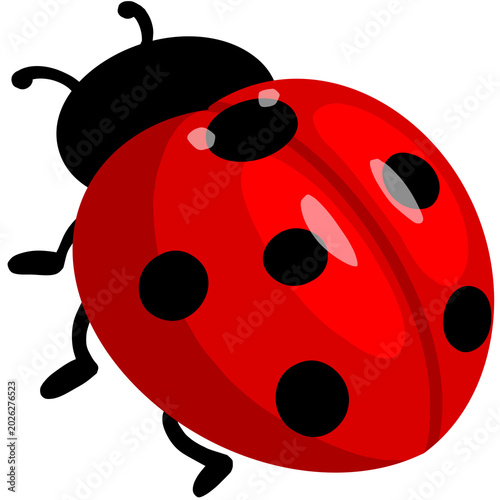 ladybug