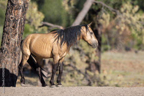 Canvas Print Wild Buckskin Mustang Stallion Walking in Apache-Sitgreaves National Forest, Ari