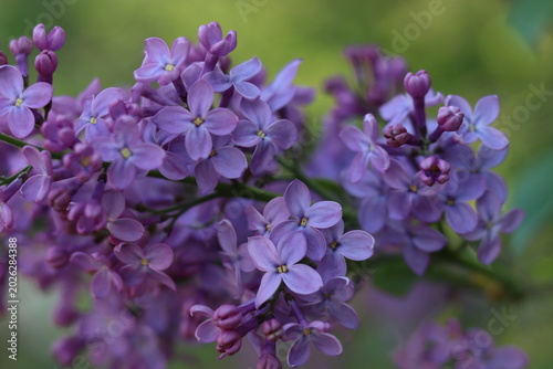 фотографія a cluster of purple lilacs