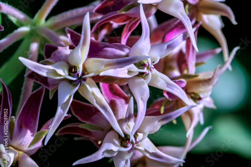 Slika na platnu Showy Milkweed macro image