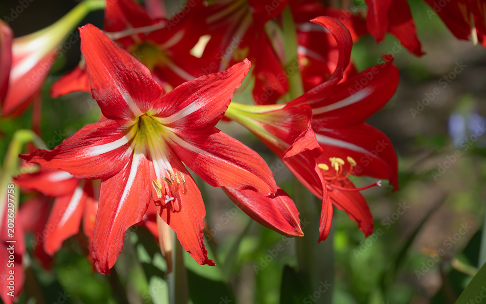 Fototapeta premium Beautiful, red St. Joseph’s Lily flowers blooming in the early spring garden. Closeup. 