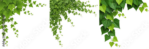 Tableau sur toile Set and collection of fresh green ivy leaves branch isolated on white transparen
