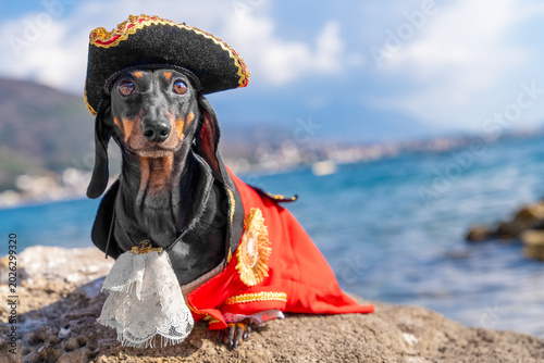 Cuadro en lienzo Dachshund dog wearing black pirate tricorn hat and red gold costume on coastal rock with sea and mountain background, adventure concept