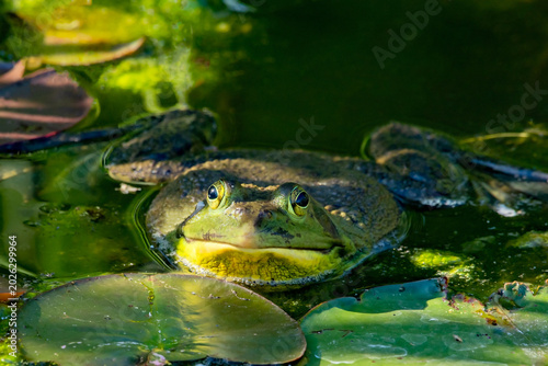 Bild auf Leinwand American Bullfrog (Lithobates catesbeianus)