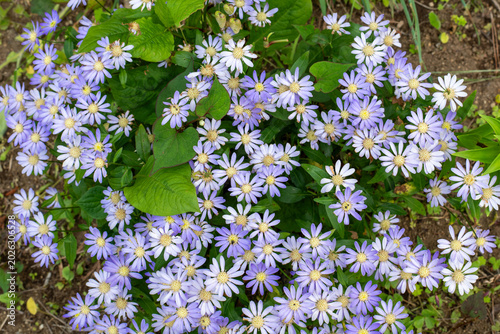 Fotografía 見頃を迎えたミヤコワスレの花