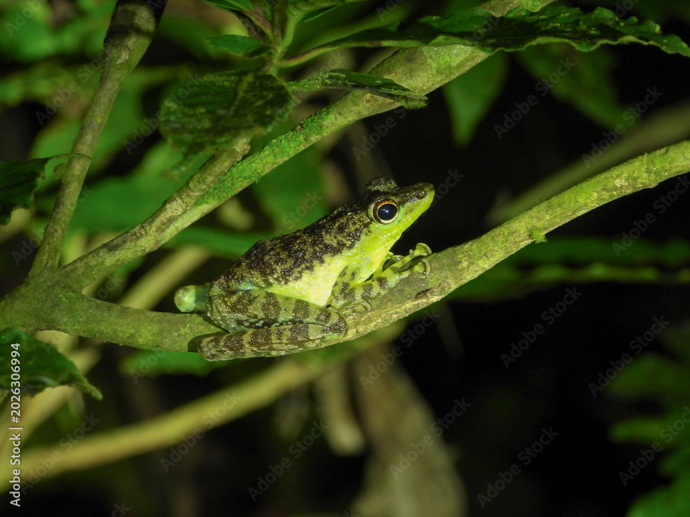 Obraz premium Black-spotted rock frog on a tree branch. 