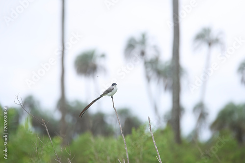 Canvas-taulu Fork-tailed flycatcher, Tyrannus savana, passerine bird perched on a branch in El Palmar National Park, Entre Rios, Argentina