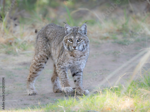 Arizona Bobcat startled while hunting