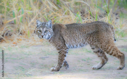 Arizona Bobcat startled while hunting