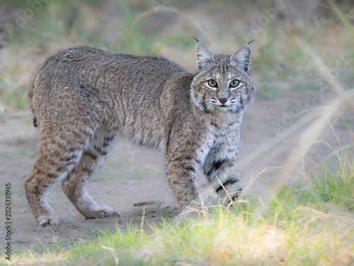 Arizona Bobcat startled while hunting