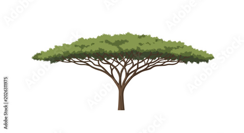 African Acacia Tree Illustration with Flat Top and Green Foliage Isolated on White Background