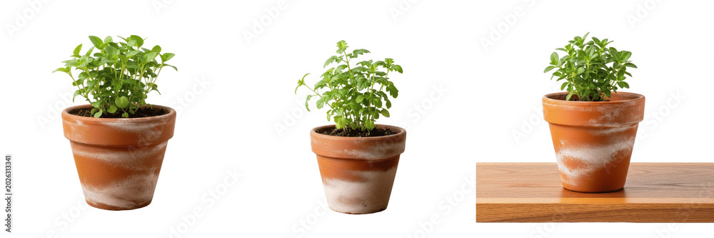 Fototapeta premium Set and collection of fresh green basil plant in ceramic pot isolated on white background